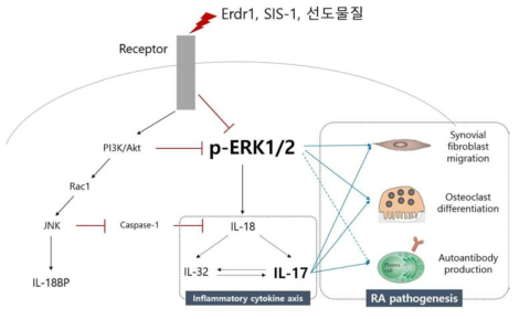 Erdr1, SIS-1, 선도물질의 관절염 관련 신호전달 예측 경로