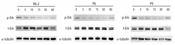 최종 선도물질 3종에 의한 p-ERK signaling 변화