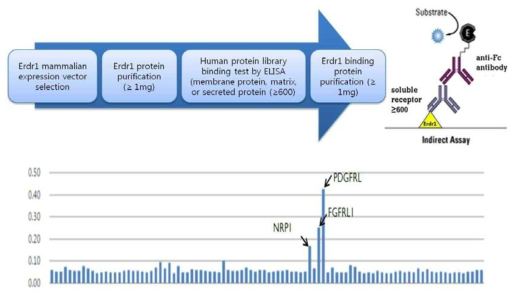 Erdr1과 결합하는 단백질 탐색