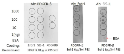 Erdr1/SIS-1/선도물질과 PDGFRbeta의 결합