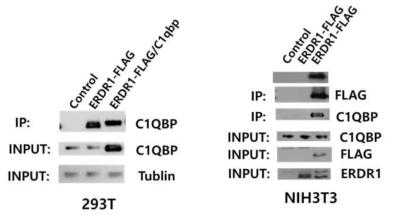 Transfection과 면역침강법을 이용한 Erdr1과 C1QBP의 결합능력 확인