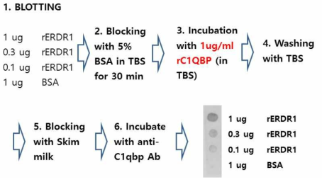 C1QBP와 Erdr1 재조합단백질을 사용한 Dot blot 결과