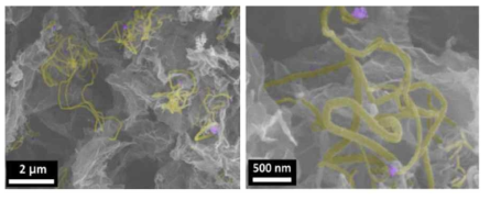 다공성 그래핀을 지지체로 1차원 탄소나노소재 직접 가지화 SEM 이미지