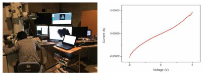 FE-TEM에 구축된 in situ electrical biasing TEM 분석 시스템과 실질적인 실험으로 얻어진 IV curve