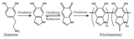 Dopamine의 polymerization process