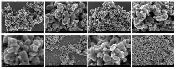 Sucrose 소스를 카본소스로 활영하여 700도에서 열처리한 후의 LFP/C의 SEM 사진