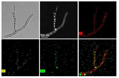 1차원 직접 가지화 성장된 탄소나노소재의 TEM 이미지 및 원소 Mapping 이미지