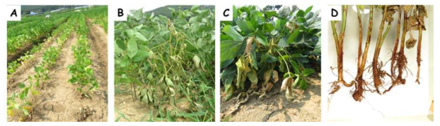 다양한 콩 시들음 증상. A, 충남 태안군 포장; B, 충남 홍성군 포장; C, 충남 논산시 포장; D, 전남 해남군 시료