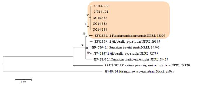 콩 시들음 증상에서 분리한 Fusarium graminearum species complex에 속하는 5개 균주 TEF gene(translation elongation factor 1 alpha)의 NJ(Neighbor Joining) 분석에 의한 계통수. Outgroup은 Fusarium oxysporum NRRL 25097