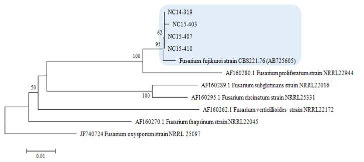 콩 시들음 증상에서 분리한 Fusarium fujikuroi species complex에 속하는 4개 균주 TEF gene(translation elongation factor 1 alpha)의 NJ(Neighbor Joining) 분석에 의한 계통수. Outgroup은 Fusarium oxysporum NRRL 25097