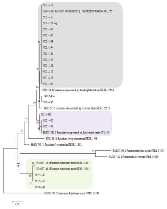 콩 시들음 증상에서 분리한 Fusarium oxysporum species complex에 속하는 21개 균주 TEF gene(translation elongation factor 1 alpha)의 NJ(Neighbor Joining) 분석에 의한 계통수. Outgroup은 Fusarium subglutinans NRRL 22016