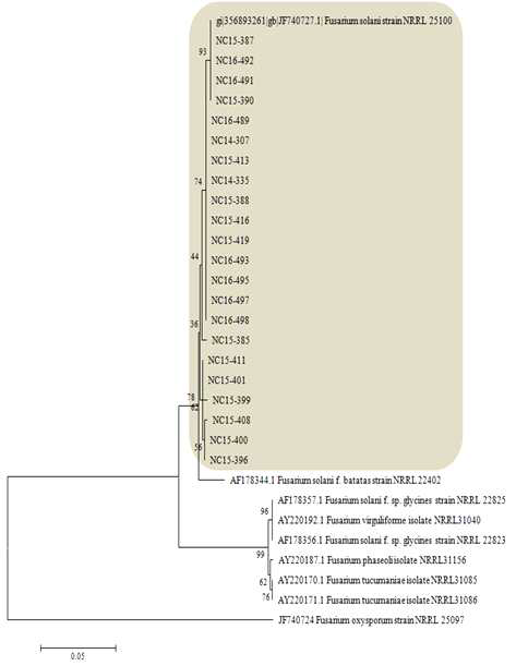 콩 시들음 증상에서 분리한 Fusarium solani species complex에 속하는 21개 균주 TEF gene(translation elongation factor 1 alpha)의 NJ(Neighbor Joining) 분석에 의한 계통수. Outgroup은 Fusarium oxysporum NRRL 25097