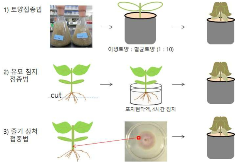 콩 시들음 증상에서 분리한 Fusarium균의 병원성 검정을 위한 최적 방법 비교, 선발