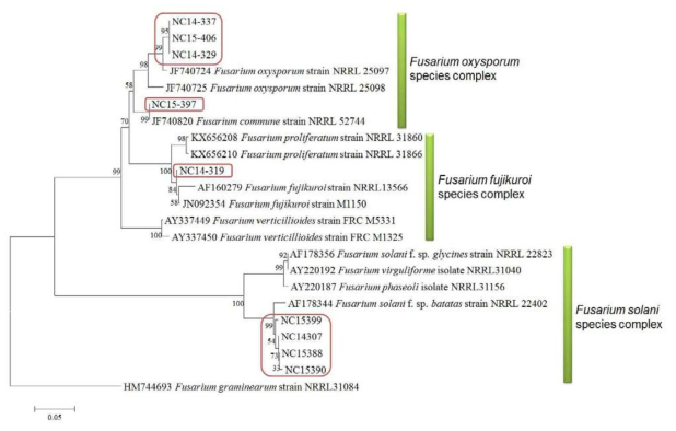 선발된 대표균주의 TEF gene(translation elongation factor 1 alpha)과 RPB2(RNA polymerase second largest subunit) 영역의 NJ(Neighbor Joining) 분석에 의한 계통수. Outgroup은 Fusarium graminearum NRRL 31084