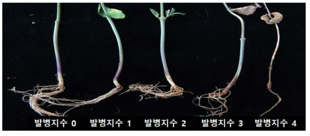 콩 시들음병 병원학적 특성 조사를 위한 발병 지수(disease index) 확립. 발병지수 0, 병징없음; 발병지수 1, 뿌리 조직의 20% 이하 괴사 및 도관 변색; 발병지수 2, 뿌리 조직의 21~50% 괴사 및 도관 변색; 발병지수 3, 뿌리 조직의 51% 이상 괴사와 도관 변색 및 괴사; 발병지수 4, 뿌리 조직 완전 괴사 및 지상부 고사