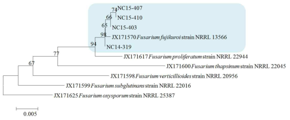 콩 시들음 증상에서 분리한 Fusarium fujikuroi 4개 균주의 RNA polymerase II gene 분석에 의한 NJ(Neighbor Joining)계통수. Outgroup은 Fusarium oxysporum NRRL 25387