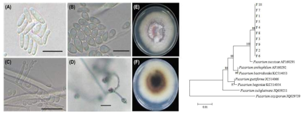 금계국 꽃썩음 증상에서 분리한 병원균, Fusarium succisae의 형태적, 배양적 특성 및 NJ(Neighbor Joining) 분석에 의한 계통수. (A), (B): 소형분생포자, (C), (D): 소형분생 포자 및 분생포자경, (E), (F): PDA 배지에 7일간 배양한 균총