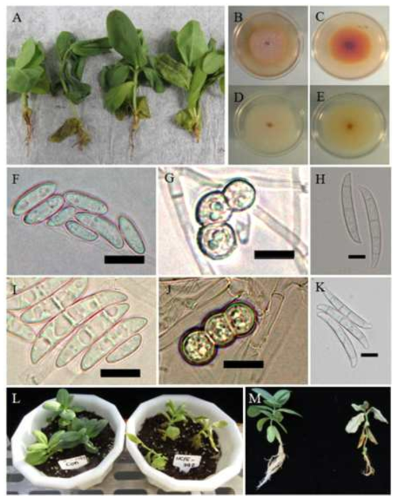 리시안서스(꽃도라지) 뿌리썩음 증상에서 분리한 Fusarium균의 형태적, 배양적 특성 및 병원성 검정. A, 리시안서스 유묘의 뿌리썩음 증상; B~E, 병징에서 분리한 F. solani균의 PDA 배지에서의 균총 모양(BD F~H, 각각 NC15-392 균주의 소형포자, 후벽포자, 대형포자; I~K, 각각 NC15-433 균주의 소형포자, 후벽포자, 대형포자; L~M, 병원성 검정 결과(왼쪽: 무접종구, 오른쪽: 접종구)
