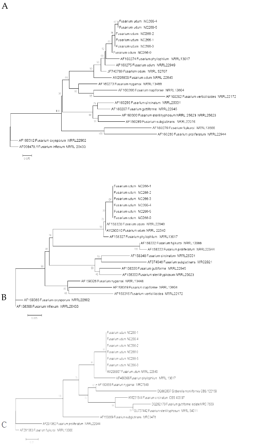 클로탈라리아 시들음 증상에서 분리한 Fusarium udum 6개 균주의 translation elongation factor 1 alpha(A), calmodulin(B), histone 3(C) 부위에 대한 NJ(neighbor joining) 계통수