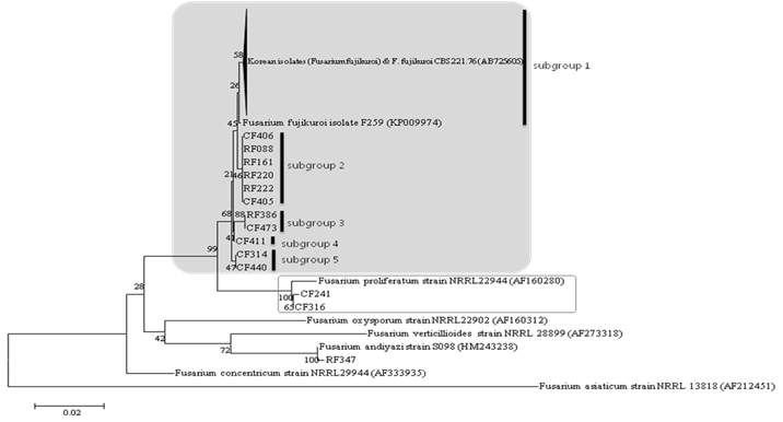 벼 키다리병에 관여하는 Fusarium속 균의 translation elongation factor 1 alpha 유전자 분석에 의한 NJ 계통수