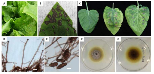 고려엉겅퀴(곤드레) 점무늬병의 병징(A, B), 병원성 검정 결과(C), 분생포자경(D), 분생포자(E) 및 PDA 배지에 배양된 균총(F, G)