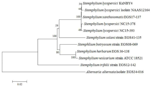 고려엉겅퀴 점무늬 증상에서 분리한 Stemphylium lycopersici 2개 균주 (NC15-378, NC15-393)의 internal transcribed spacer(ITS), glyceraldehydes-3- phosphate dehydrogenase(gpd), elongation factor 1-α(TEF), and vacuolar membrane ATPase catalytic subunit A gene-gene involved in vacuolar biogenesis sequence(vma) 부위 분석에 의한 NJ(neighbor joining) 계통수