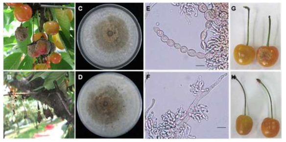 체리 잿빛무늬병의 병징(A, B)과 PDA 배지에서 자란 병원균의 균총(C, D), 병원균의 포자(E, F) 및 병원성 검정 결과(G; 접종 과실, H; 무처리)