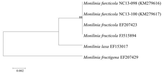 체리잿빛무늬병균(Monilinia fructicola)의 ITS 영역 염기서열 분석에 의한 계통수