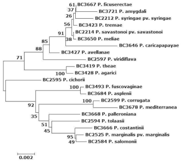 Relationships of the plant pathogenic Pseudomonas species based on a comparative analysis of 23S rDNA partial sequences using the neighbor-joining algorithm