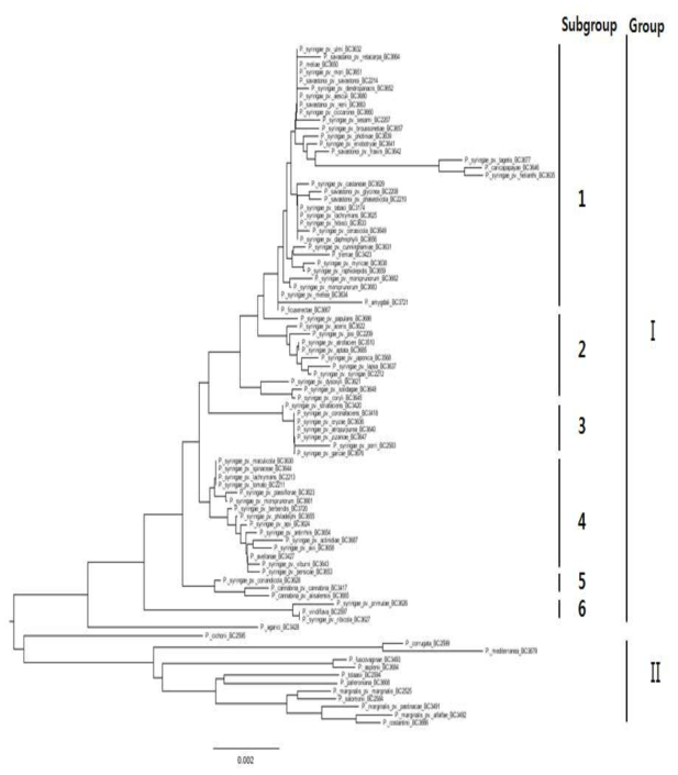 Relationships of the plant pathogenic Pseudomonas based on a comparative analysis of 23S rRNA partial sequences using the neighbor-joining algorithm