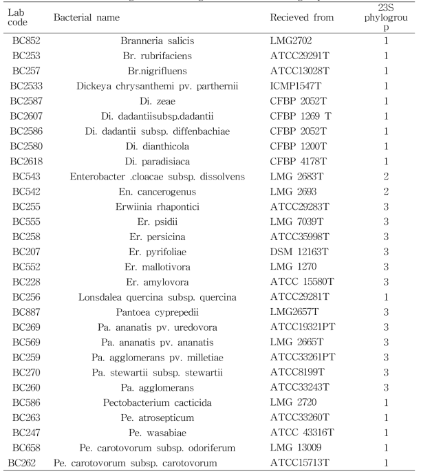 Strain names of organisms investigated and 23S rRNA group