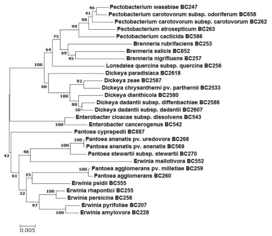 Relationships of the plant pathogenic Enterobacteria based on a comparative analysis of 23S rRNA partial sequences using the neighbor-joining algorithm