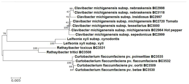 Relationships of the plant pathogenic Microbacteriaceae based on a comparative analysis of 23S rDNA partial sequences using the neighbor-joining algorithm