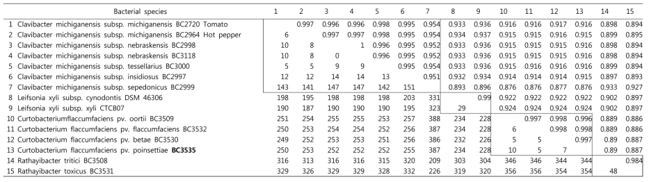 Similarity coefficients and sequence differences derived from 23S rRNA sequences of plant pathogenic Microbacteriaceae