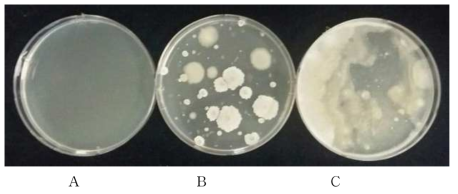 발리다마이신에이 수용제 첨가 농도별 오염정도 비교. A(0 ㎍/㎕), B(5 ㎍/㎕), C(200 ㎍/㎕)