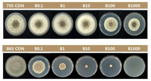 베노밀에 대한 사과겹무늬썩음병균들의 반응