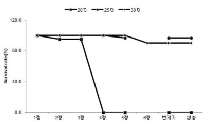 박각시 온도별 생존율 비교