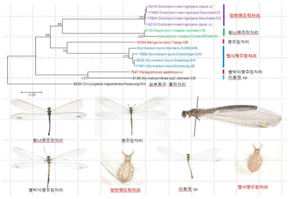 명주잠자리류의 DNA바코드 분류 및 종 형태