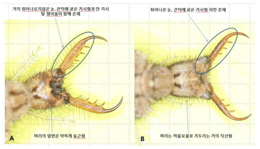 사구성 명주잠자리의 유충 형태 구분: 맵시명주잠자리(A)와 알락명주잠자리(B)