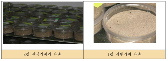 먹이조건을 달리한 맵시명주잠자리