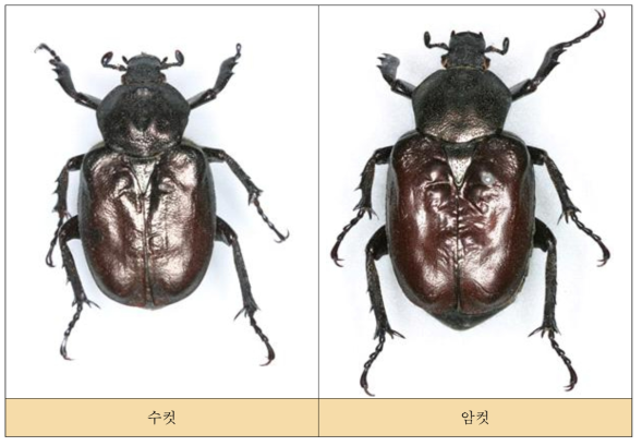 큰자색호랑꽃무지의 성충 표본