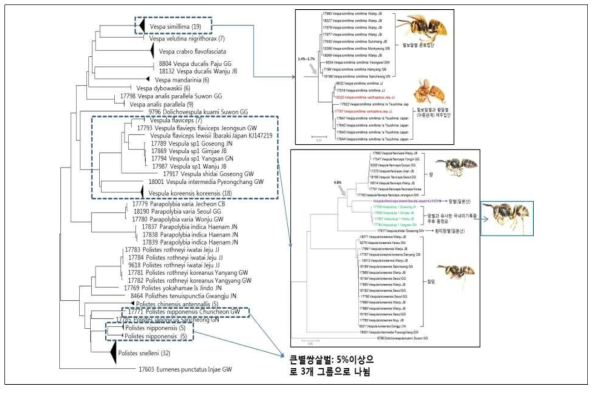 말벌류에 속하는 21종 172개체에 대한 DNA 바코드 분석 결과