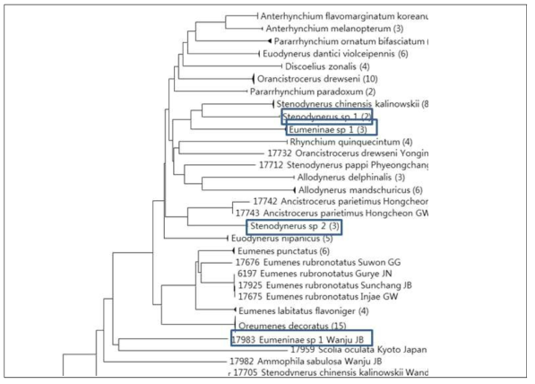 감탕벌 및 구멍벌류 30종 168개체에 대한 DNA 바코드 분석 결과