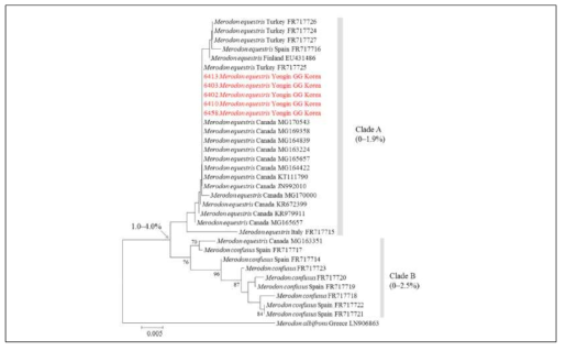 수선화꽃등에에 대한 국내외 집단 DNA 바코드 분석 결과