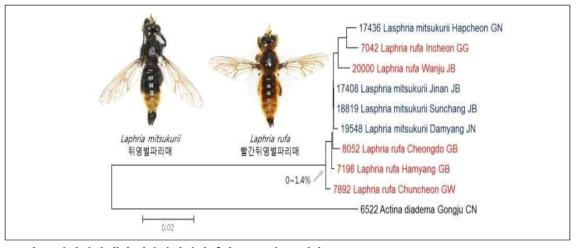 뒤영벌파리매와 빨간뒤영벌파리매의 DNA 바코드결과