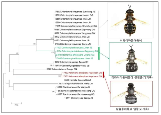 DNA 바코드결과 한국미기록종으로 발굴된 동애등에과의 2종