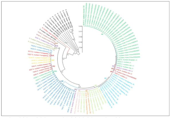 왕지네 105개체(한국, 중국, 일본 대만산)에 대한 DNA 바코드결과