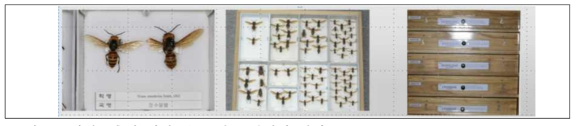시험곤충의 개체 분류 및 표본상자 정리