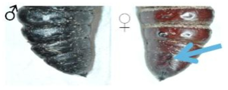 박각시나방 번데기 암수 구별 방법
