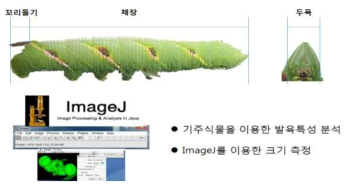 박각시나방의 발육특성 분석 방법(Image J)